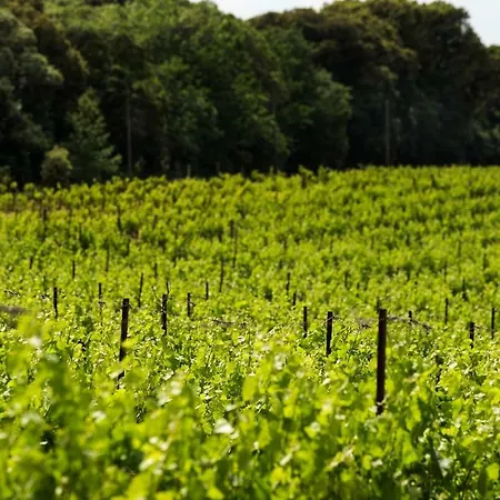 Mas Des Vignes - View Cite De * Καρκασόν