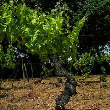 Mas Des Vignes - View Cite De Σπίτι διακοπών Καρκασόν